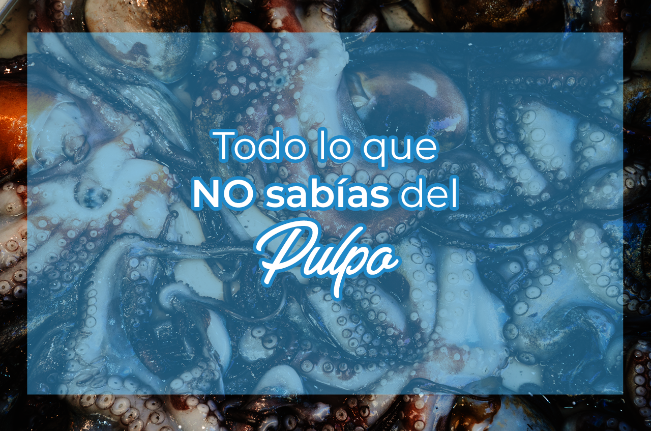 Todo lo que no sabías del pulpo